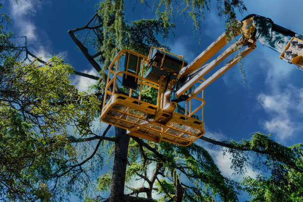 Reliable Orleans, VT Tree Care Services Solutions